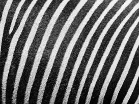 impresoras zebra, etiquetas